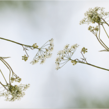 Pikk linik Lambahänilane II